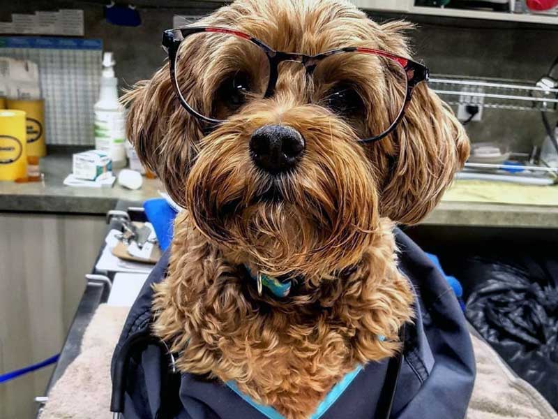 Veterinary Jobs in Toronto