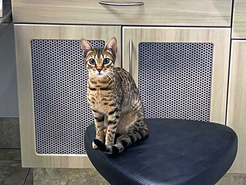 Toronto Pet Hospital