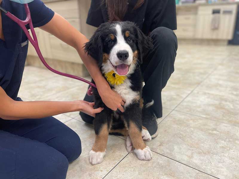 Veterinary Resources for your Pet