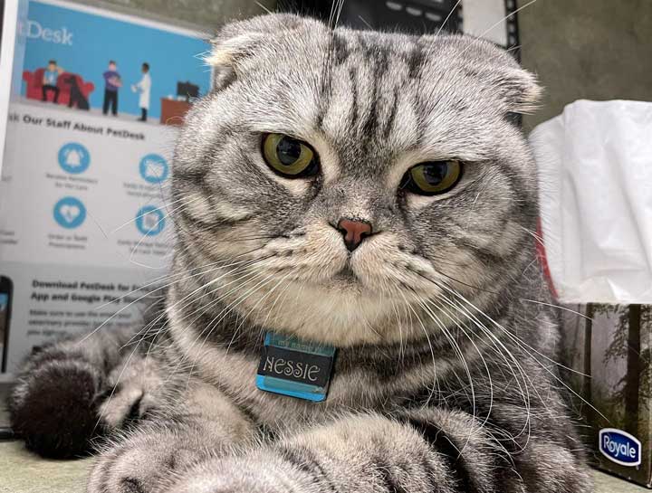 Cat Veterinarian