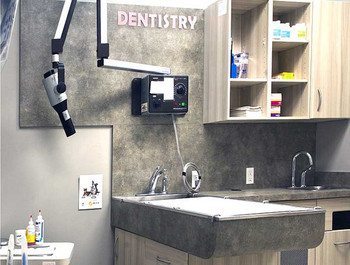 Pet Dental Care