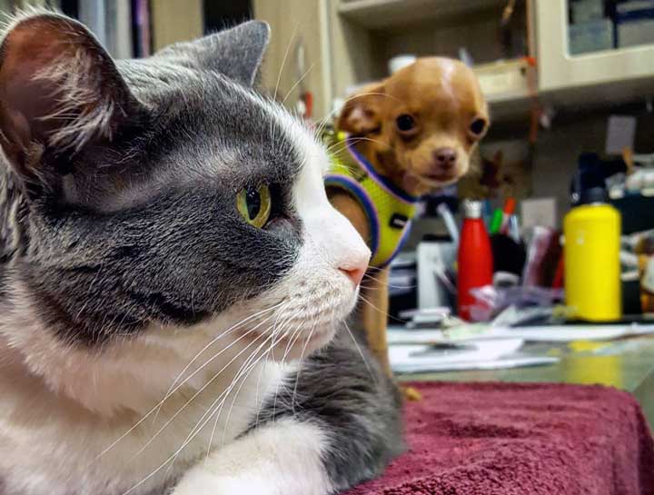 $city Vet Exams