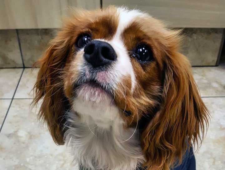 Preventive Care for Dogs