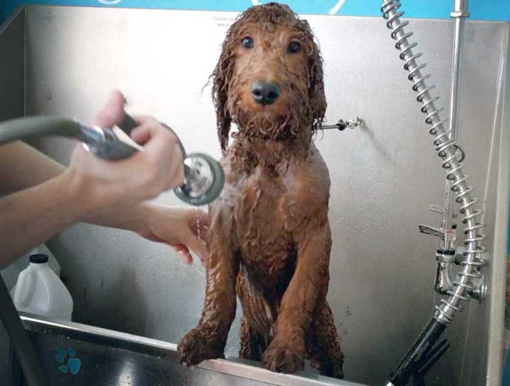 $city Pet Groomers