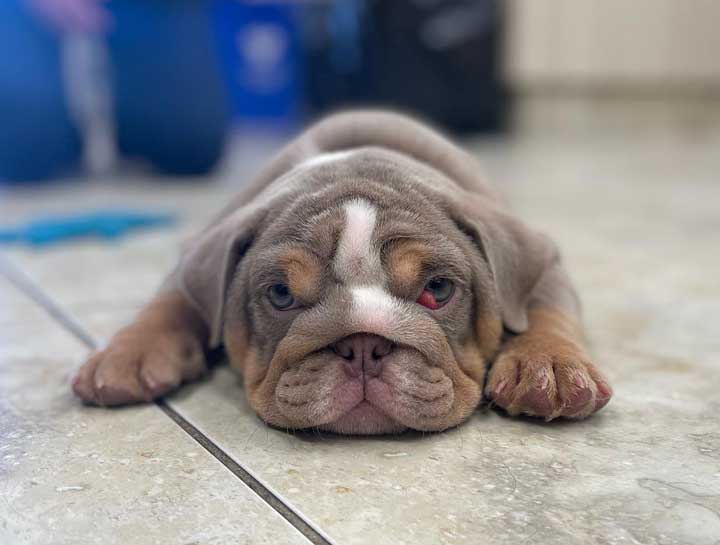 Puppy & Kitten Care